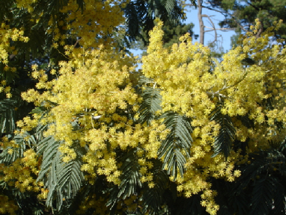 Mimosen